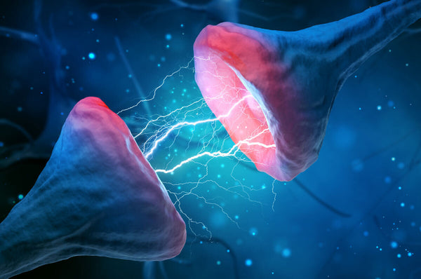What Is the Link Between Gut Health and Brain Function? Can Eating Better Improve Your Mental Health?